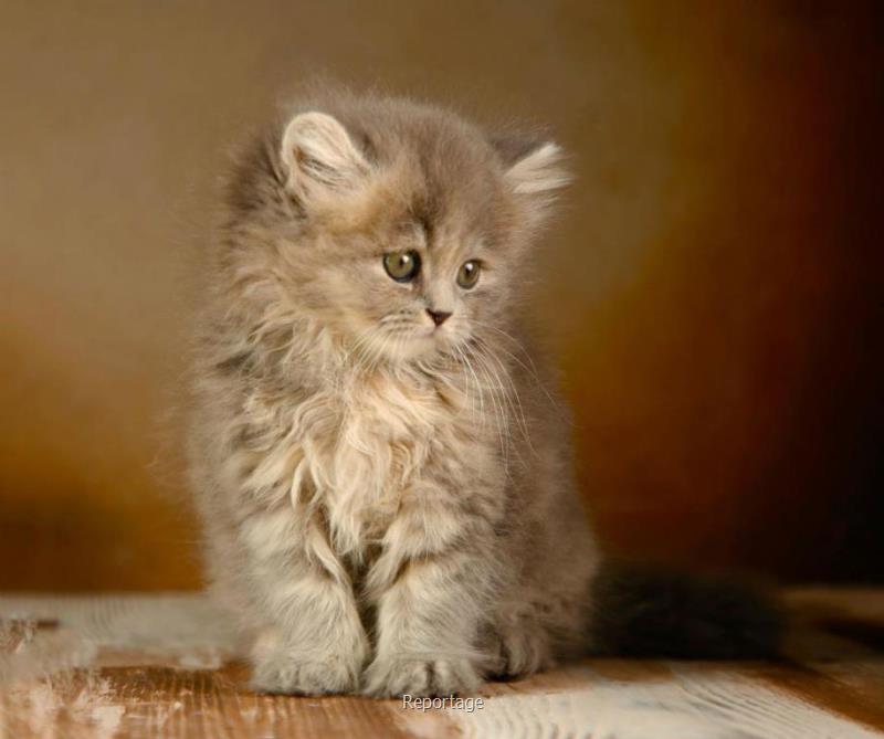 بچه گربه ملوس