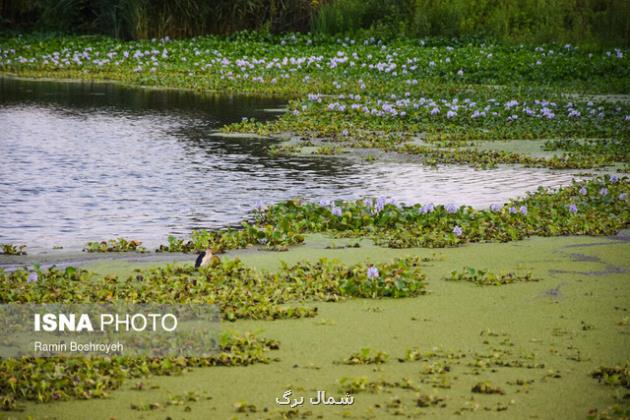 جمع آوری گیاه خطرناک سنبل آبی از کانال های کشاورزی سیاهکل
