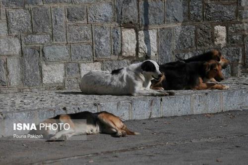 شروع طرح ضربتی جمع آوری سگ های بلا صاحب در شهر پرند