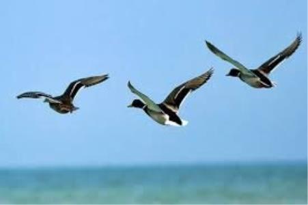فرود جمعیت پرندگان مهاجر لاهیجان افزایش یافته است