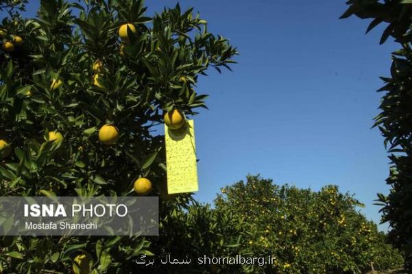 شكار ۶۴۰ مگس میوه مدیترانه ای در باغات قائمشهر