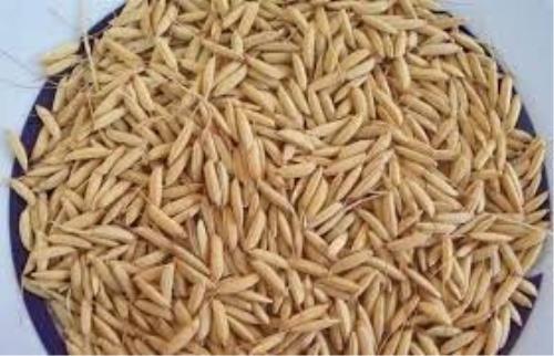 پیشبینی افزایش تولید هزار تنی بذور گواهی شده برنج در گیلان