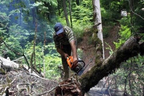 تشدید مقابله با قاچاق چوب آلات جنگلی در شهرستان های گیلان