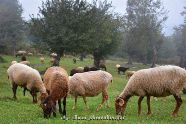 كمبود زمین از موانع توسعه دامداری صنعتی گیلان