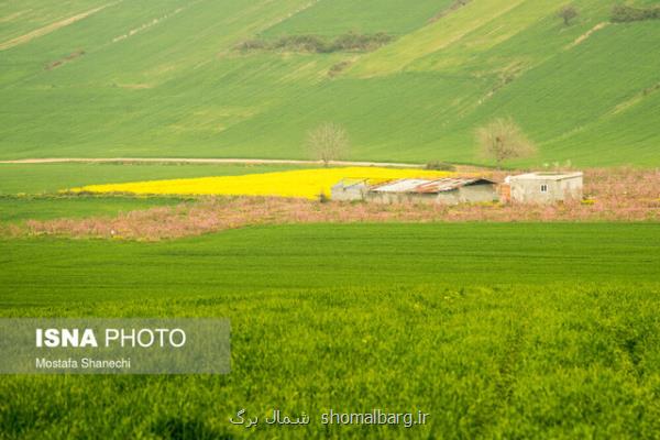 مبارزه شیمیایی در ۵۶ هزار هكتار مزارع گندم و جو در مازندران