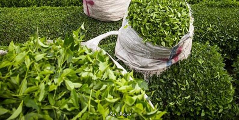 كاهش هجوم غیربومی ها برای تغییركاربری باغات چای كشور