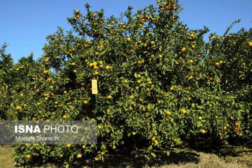 افزایش شكار مگس میوه در باغ های مازندران