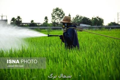 مبارزه با ملخ در ۶۵۰ هکتار از مزارع ساری