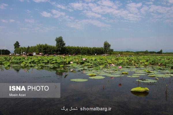 سازمان جنگلها خواهان تسریع در صدور سند تالاب انزلی شد