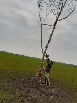 افزایش کاشت درختان مصنوعی برای فریب پرندگان شکاری در گیلان