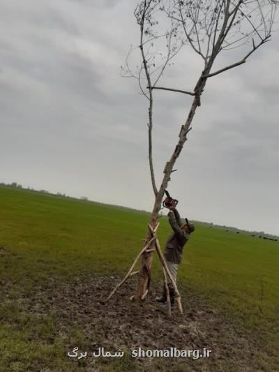 افزایش کاشت درختان مصنوعی برای فریب پرندگان شکاری در گیلان