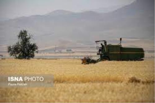 مبارزه شیمیایی در ۴۵۰۰ هکتار مزارع گندم میاندورود