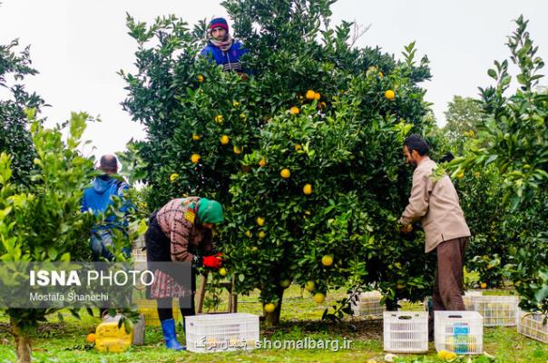 سفارش های تغذیه ای درختان میوه به باغداران مازندرانی