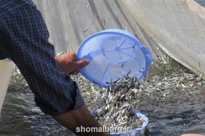 رهاسازی 130 میلیون قطعه بچه ماهی استخوانی در منابع اب های طبیعی گیلان