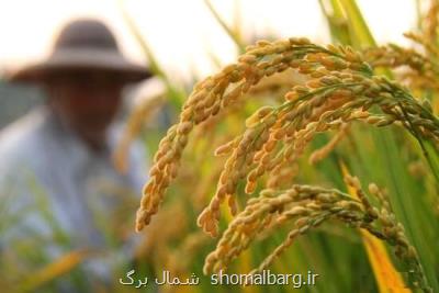 خوشه دهی ساقه های طلایی برنج در۹۰ درصد از شالیزارهای گیلان