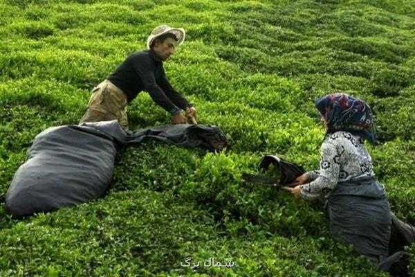 واریز بخش دیگر از مطالبات چایکاران شمال کشور