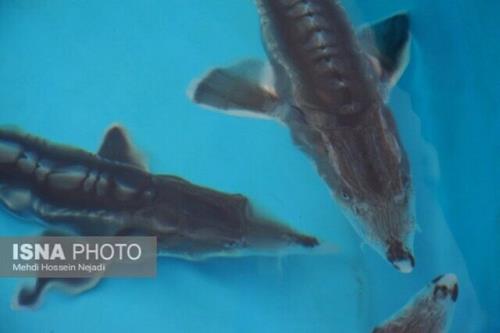 پرورش ماهیان خاویاری در ۲۲ استان