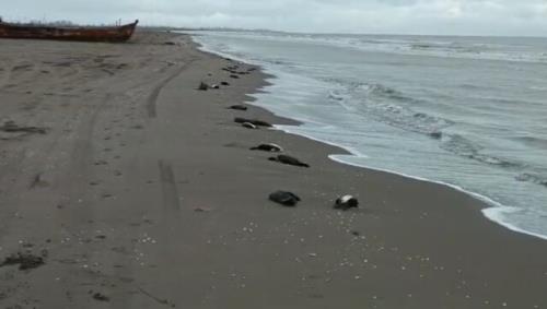 مرگ ۱۳۸ قطعه باکلان در سواحل چاف گیلان