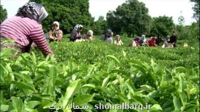 فرصتی خوب برای چین چهارم برگ سبز چای در کشور
