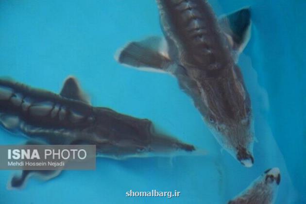 پرورش ماهیان خاویاری در ۲۲ استان