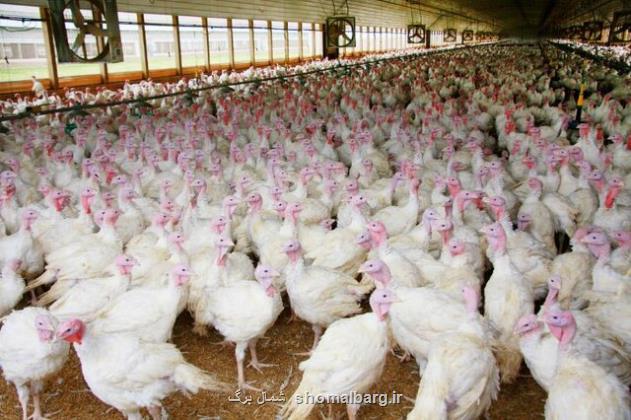 گیلان دوازدهمین استان تولید کننده گوشت بوقلمون کشور