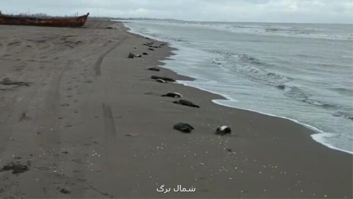 مرگ ۱۳۸ قطعه باکلان در سواحل چاف گیلان