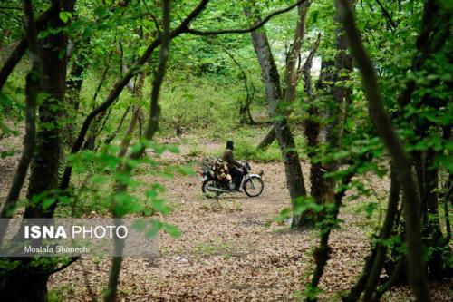 رفع تصرف 344 هکتار از اراضی جنگلی گیلان