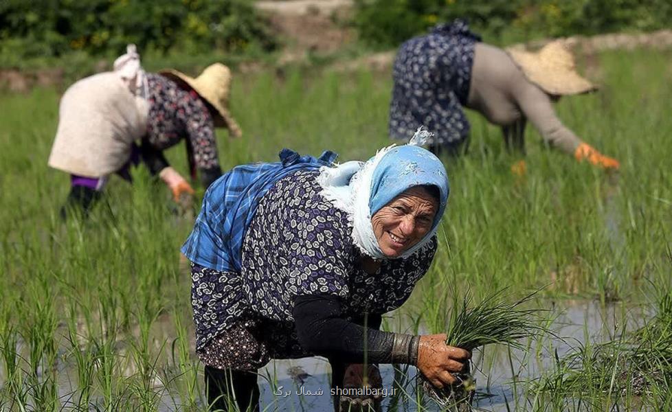 پایان نشاء ۲۳۸ هزار هکتار شالیزار گیلان