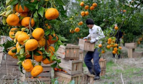 پیشبینی برداشت ۲۵۹۰ تن نارنگی از باغات پراکنده املش