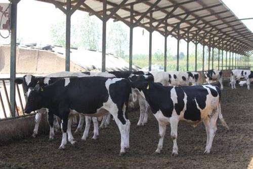 آغاز اجرای طرح آمارگیری از دامداری های استان گیلان