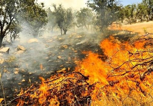وقوع آتشسوزی در ۱۰۵ هکتار از عرصه های جنگلی گیلان