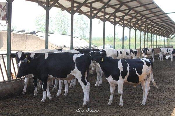 آغاز اجرای طرح آمارگیری از دامداری های استان گیلان