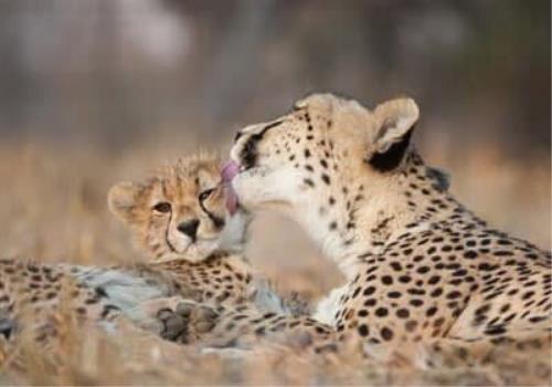 تعیین قرابت ژنتیک ایران و فیروز