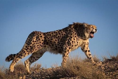 مشاهده ۳ قلاده یوز آسیایی در میامی به علاوه فیلم