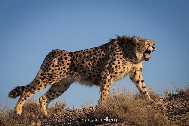 مشاهده ۳ قلاده یوز آسیایی در میامی به علاوه فیلم