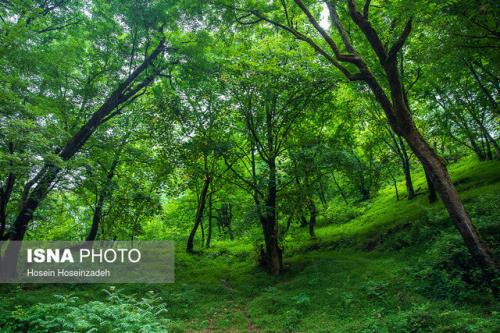 نوآوری برمبنای دانش بومی برای خدمت به جنگل