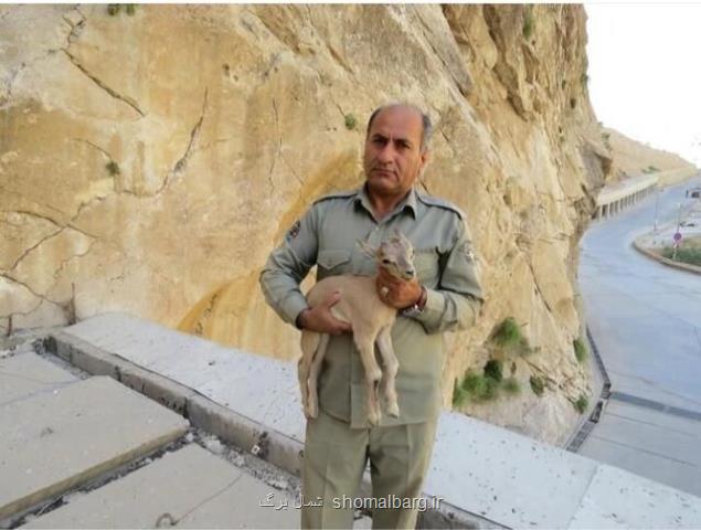 قاتل محیط بان دیده بان دستگیر شد