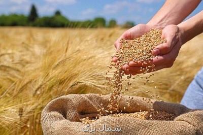 پرداخت 80 درصد مطالبات گندم کاران مازندرانی