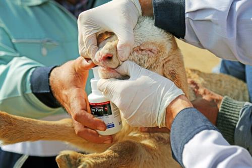 اخطار به دامداران مازنی برای پیشگیری از بیماری تب برفکی