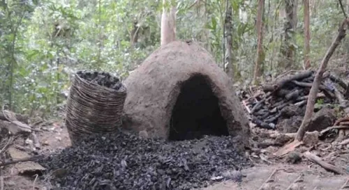 تخریب کارخانه زغال گیری در جنگل های نکا