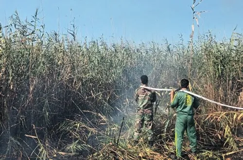 عامل آتشسوزی تالاب انزلی دستگیر شد