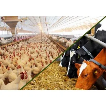 واردات نهاده های دامی تا پایان شهریور بدون ثبت سفارش ممکن است