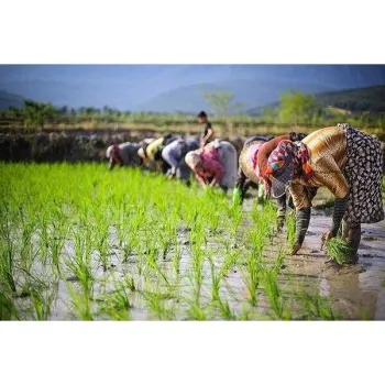 اجرای طرح مزارع الگویی برنج در مازندران