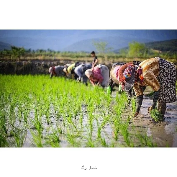 اجرای طرح مزارع الگویی برنج در مازندران