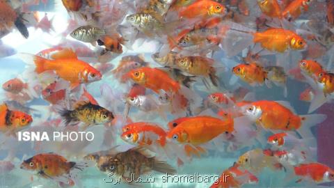 تولید 50 درصد ماهی قرمز كشور در رشت