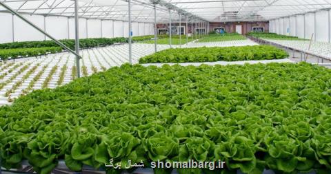 تمركز بر افزایش محصولات باغی و گلخانه ای در گیلان
