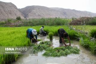 افزایش 10 درصدی تولید برنج مكانیزه در رشت