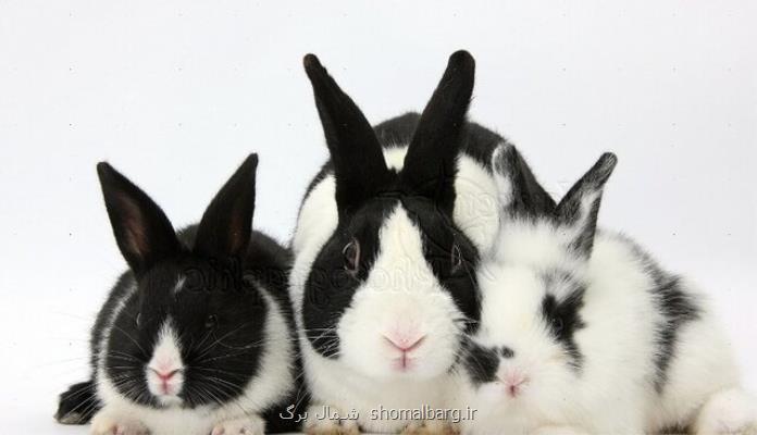 نابودی زندگی خرگوش های سراوان به سبب انباشت پسماند