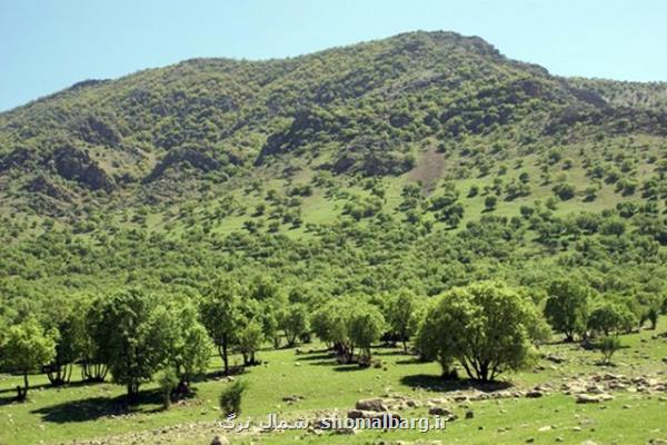 ۲۵ هكتار از عرصه جنگلی كشور جنگل كاری شد