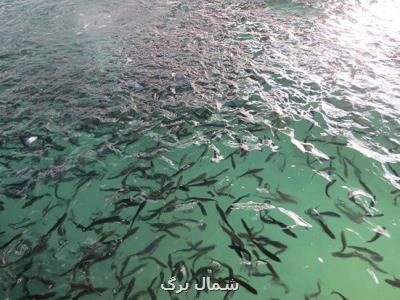 بازسازی ذخائر ماهیان در رودخانه های رشت